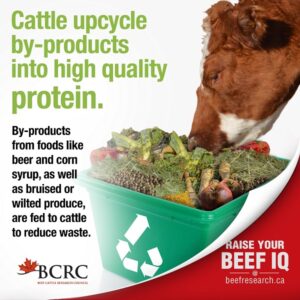 Cattle upcycle by-products into high quality protein. 