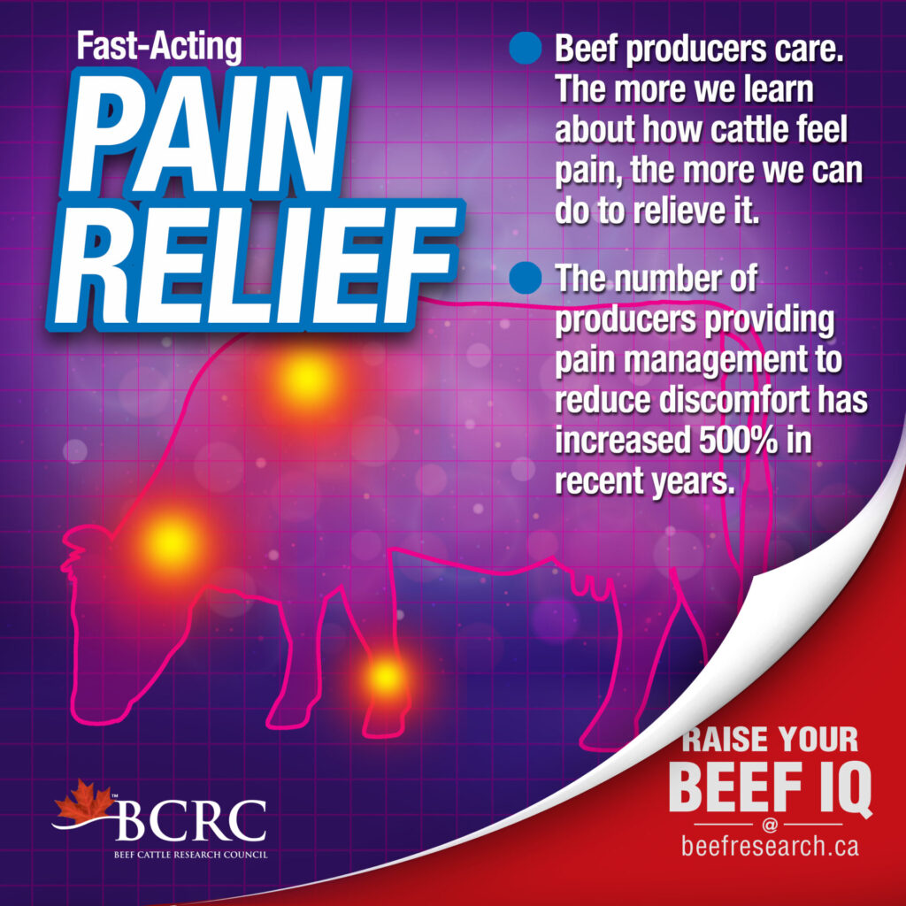 Beef producers care. The number of producers providing pain management to reduce discomfort has increased 500% in recent years.
