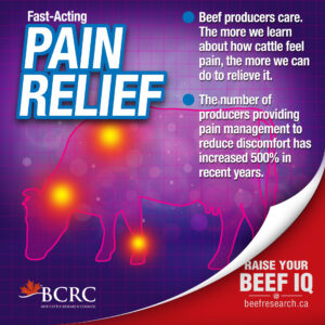 Beef producers care. The number of producers providing pain management to reduce discomfort has increased in recent years.