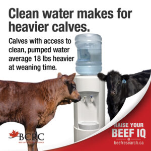 Clean water makes for heavier calves. Calves with access to clean, pumped water average 18 pounds heavier at weaning time. -Raise your beef IQ at beefresearch.ca.