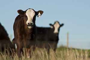 black and white faced calf and cow on green grass