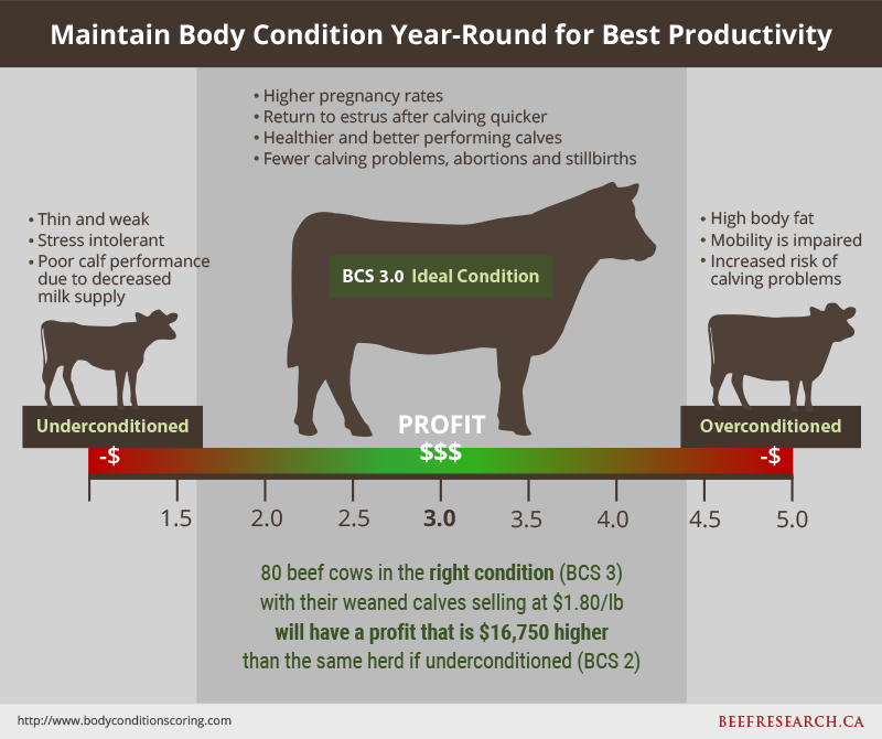 maintain cow body condition year-round for best productivity