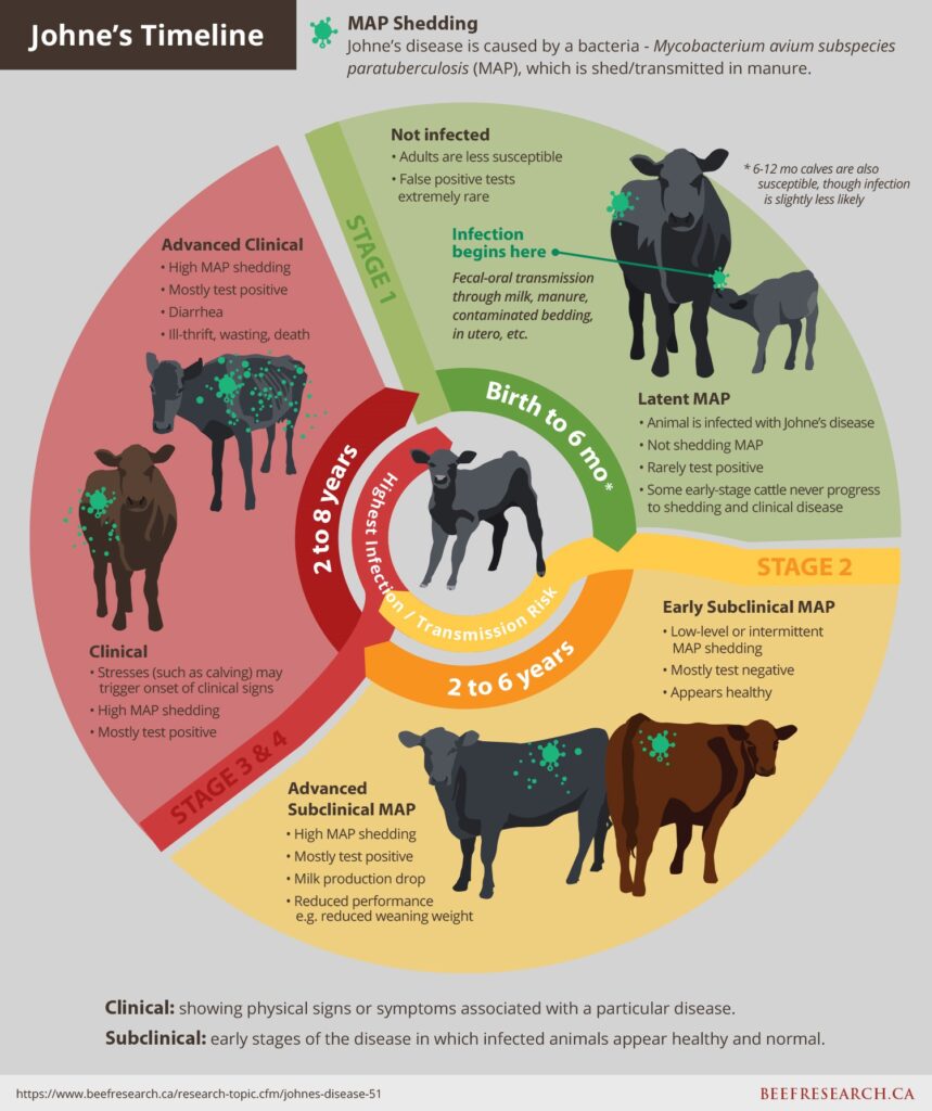 Johne's Disease Cycle in beef cattle