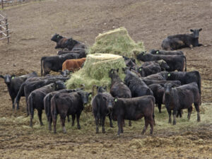 heifer management - hay feeding black beef heifers
