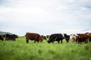 mixed cows grazing green grass
