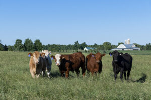 mixed steers on grass with barn and silos in the background