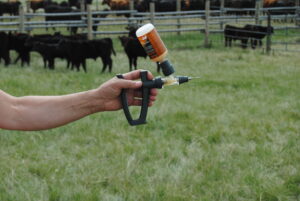 vision vaccine in vaccination gun with black calves