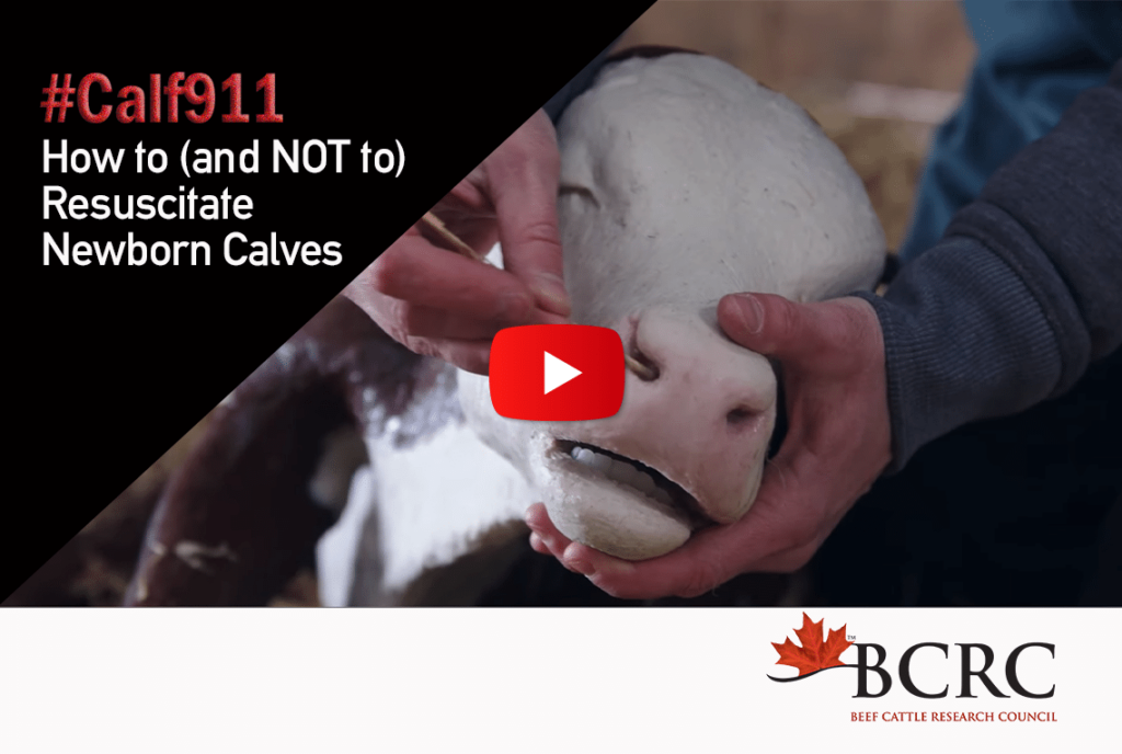 #calf911 How to (and NOT to) resuscitate newborn calves