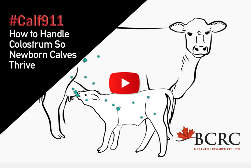 #calf911 How to handle colostrum so newborn calves thrive