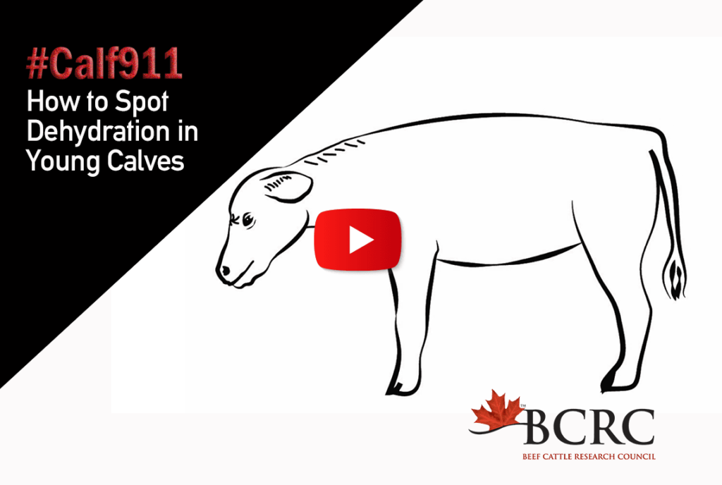 #calf911 How to spot dehydration in young calves