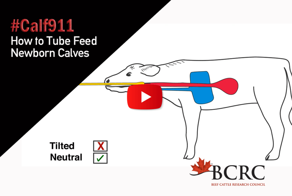 #calf911 How to tube feed newborn calves