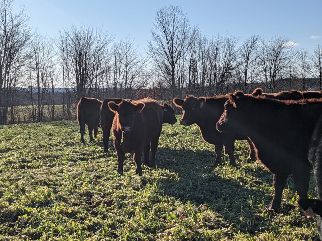 beef cattle late fall grazing a cover crop cocktail mix on Nova Scotia family farm
