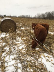 beef cattle winter grazing corn residue and hay near Falmouth, Nova Scotia