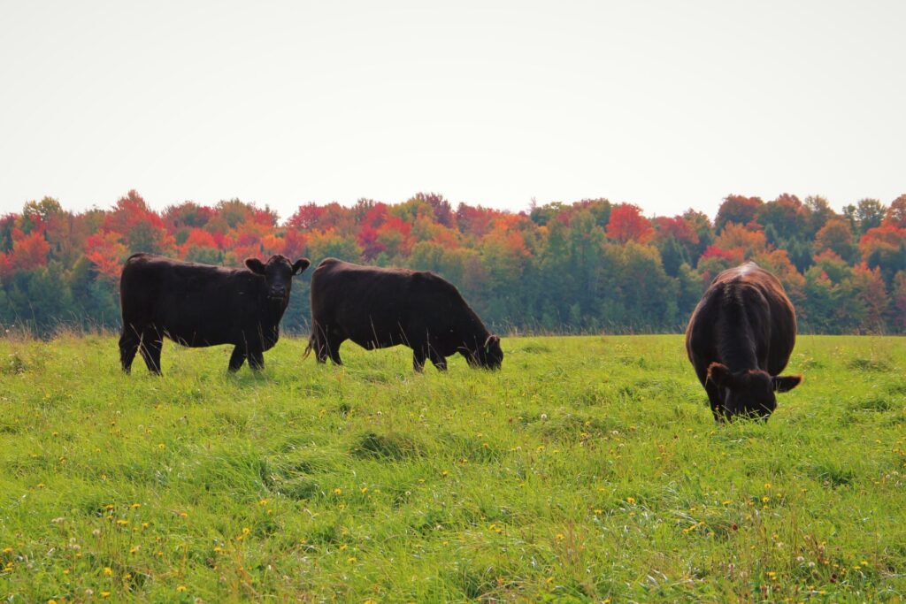 Angus cattle grazing on fall pastures near Drummondville, Québec