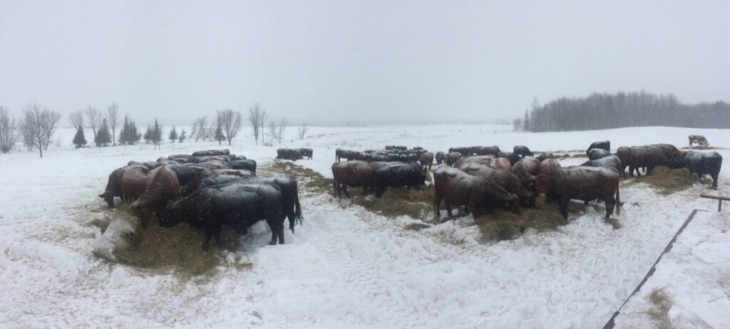 cattle bale grazing in winter snow on Quebec family farm