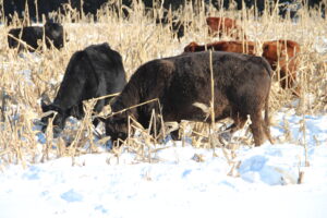 cattle winter grazing corn in snow on Quebec family farm