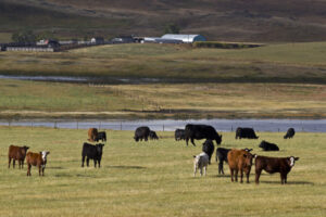 the right size cow herd grazing near water source