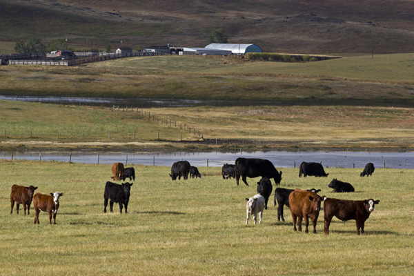 mixed beef cattle on grass with a fenced water source
