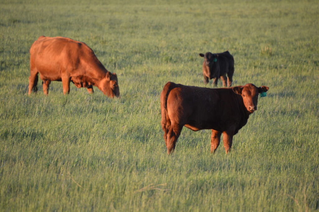 red breeding stock on green grass