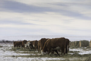 right size of herd, bale grazing cattle in winter