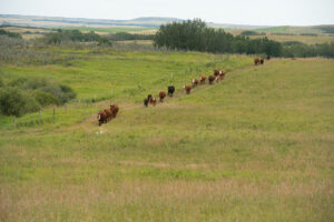 portable fencing to create stock water alleyways for grazing cattle paddocks