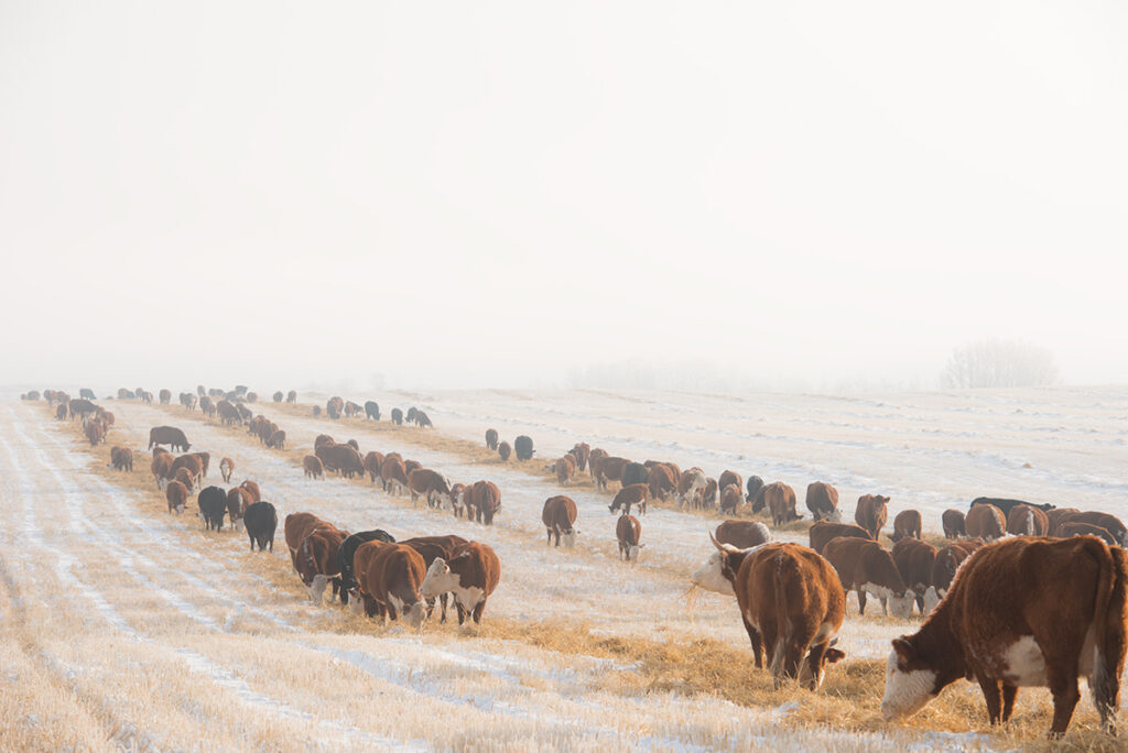 cattle swath grazing cattle in winter