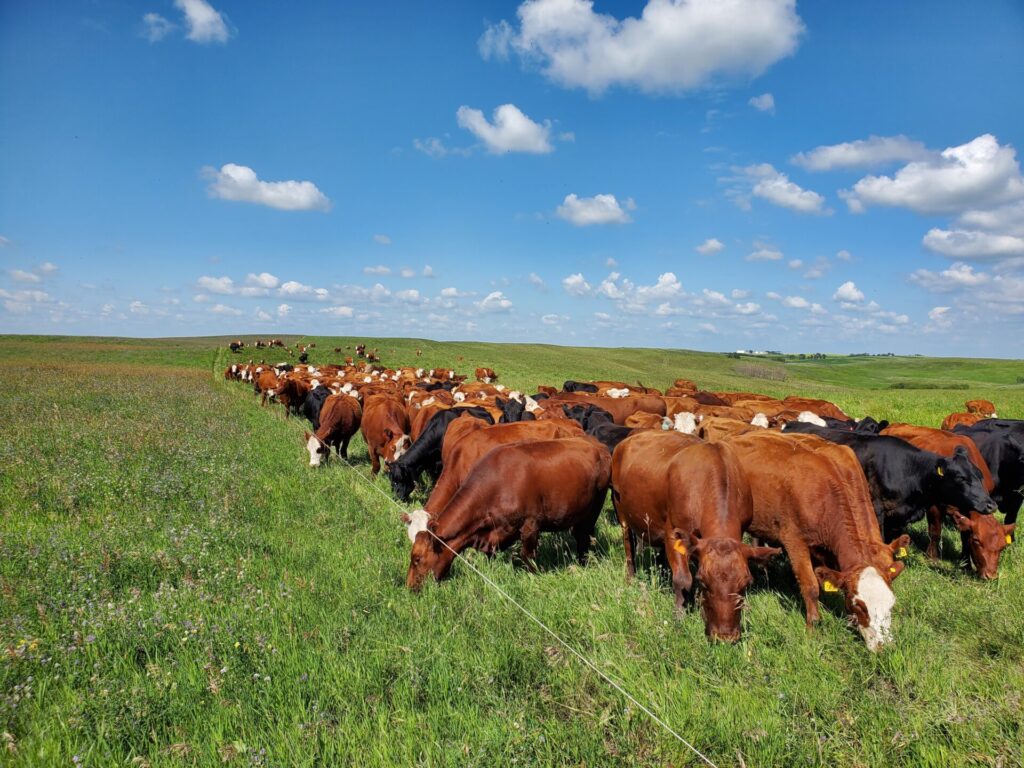 grassing yearling cattle