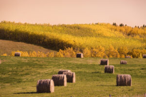 hay bales in the fall