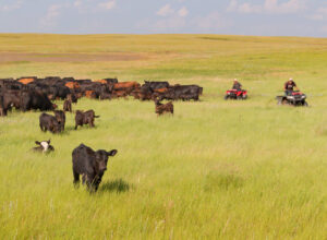 ATV herds mixed cows and calves on grass