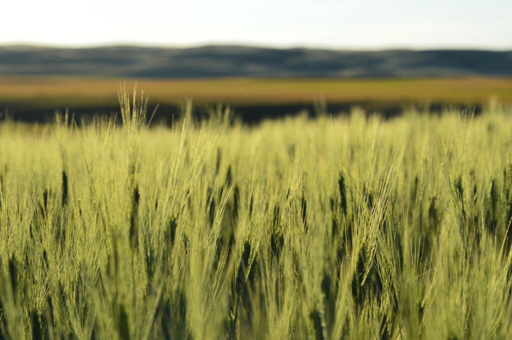 green barley for silage