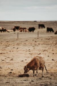 Preventing reproductive failure in beef cow-calf herds