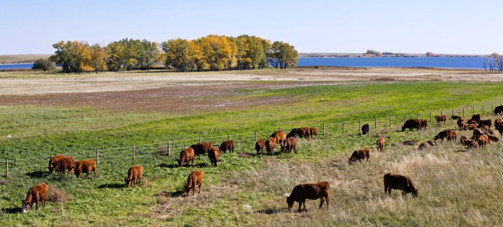 red beef cows grazing on fall pasture
