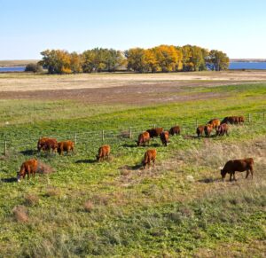 red beef cows grazing on fall pasture