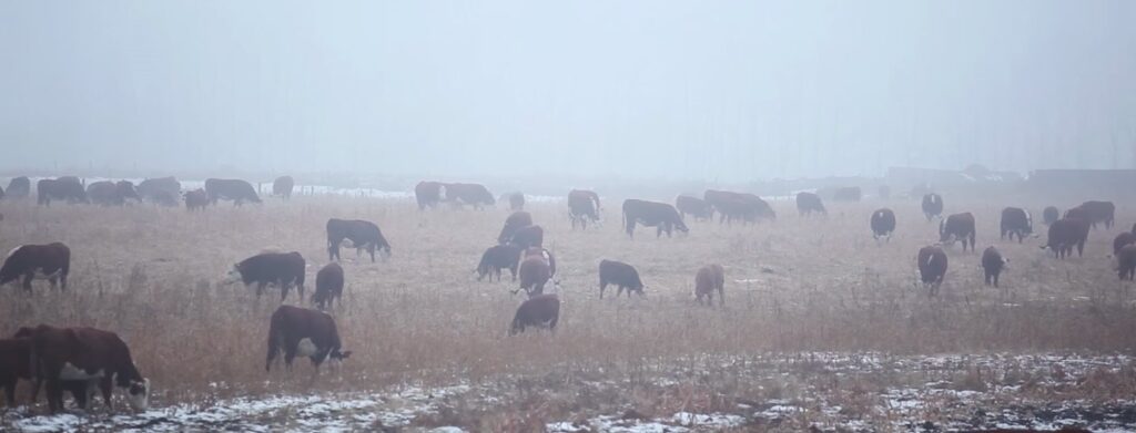 Beef cattle herd grazing in the winter in the fog