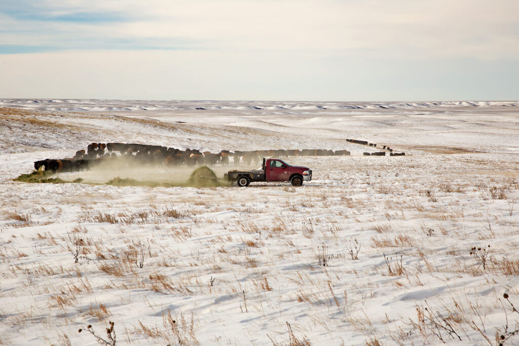 farm truck feeding hay to beef cattle in winter snow