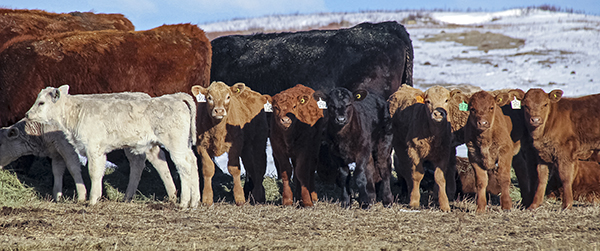 cows and calves in the winter with snow on the ground