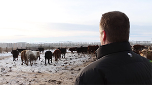 beef producer checking cattle on the farm in winter