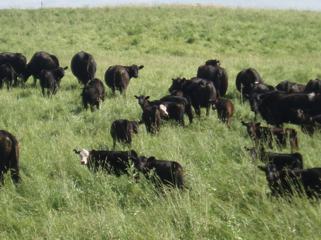 cattle grazing grass in Alberta