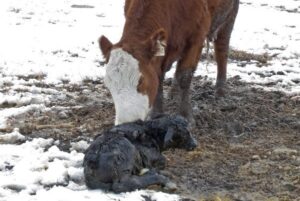 newborn calf and cow on snow
