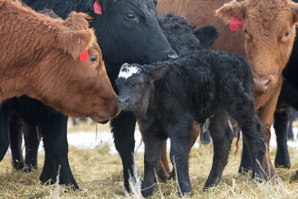 newborn calf and mixed cows