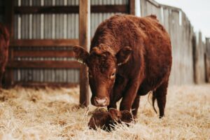 red newborn calf with cow on straw