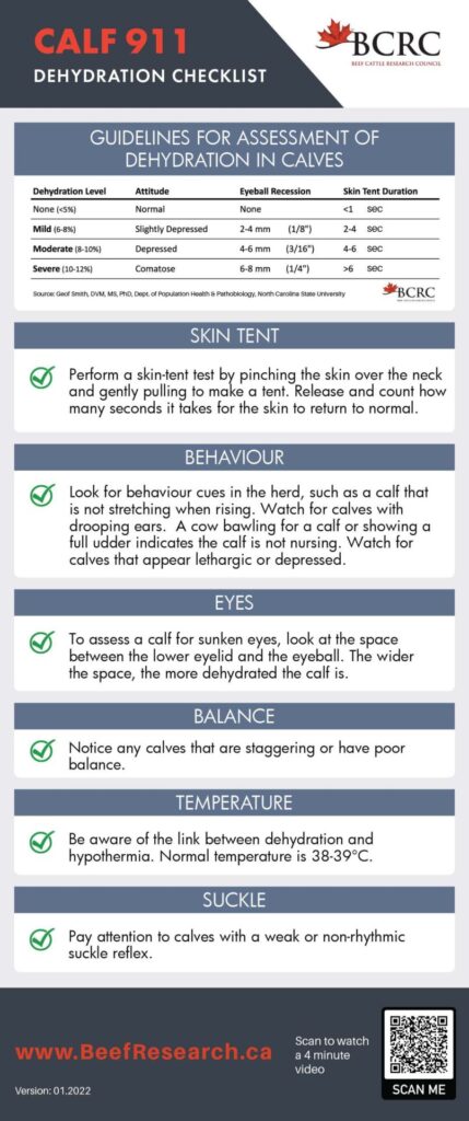 calf dehydration checklist