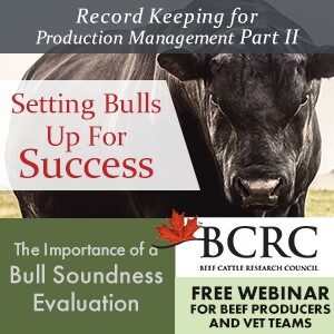 setting bulls up for success