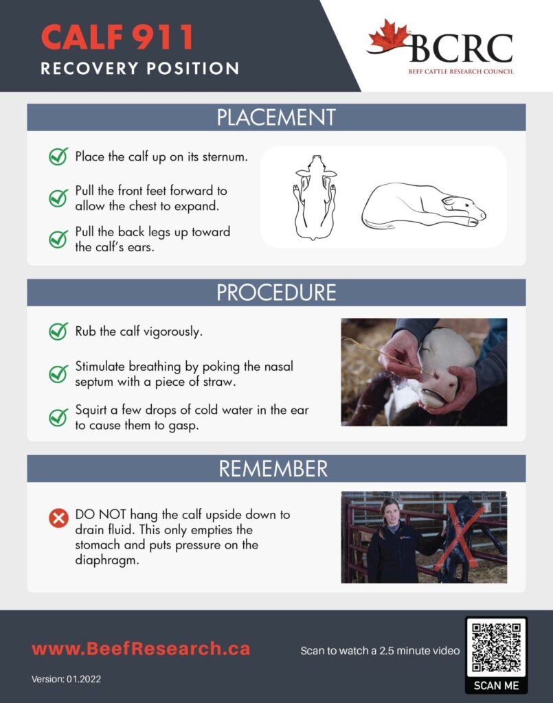 calf recovery position checklist