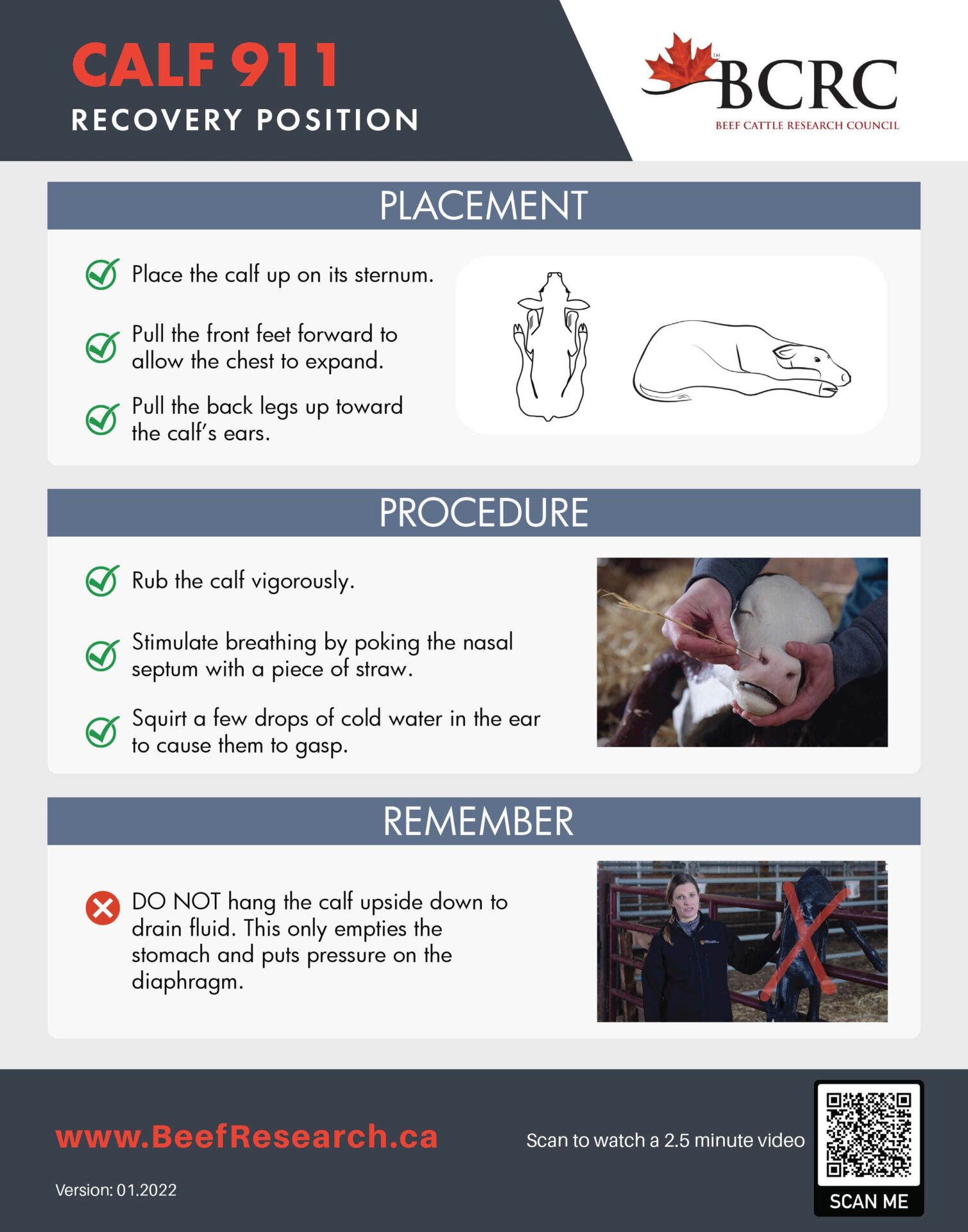 Calf 911 Checklists – Easy Access to Calving Management Tips
