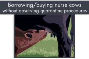 borrowing or buying nurse cows without observing quarantine protocols