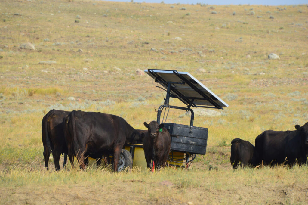 cattle and stock water system in drought