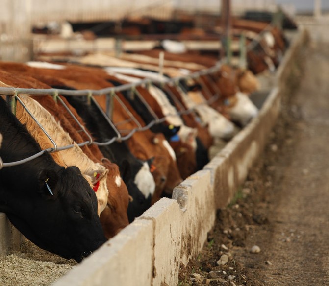 mixed feedlot cattle at feed bunk