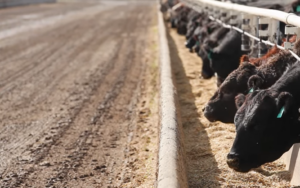 cattle eating at feedlot bunk