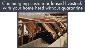 comingling custom or leased livestock with home herds without quarantining can pose a biosecurity risk for beef herds
